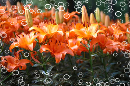 百合花怎么養(yǎng)？愛丁堡簡(jiǎn)述百合花種植護(hù)理的辦法